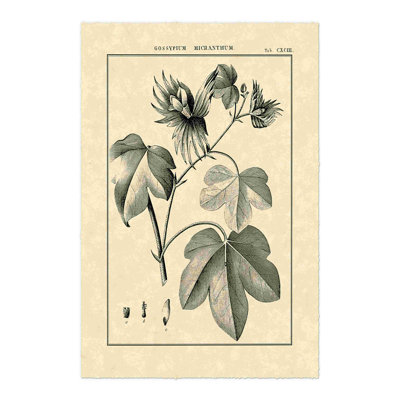 Étude botanique rétro IV