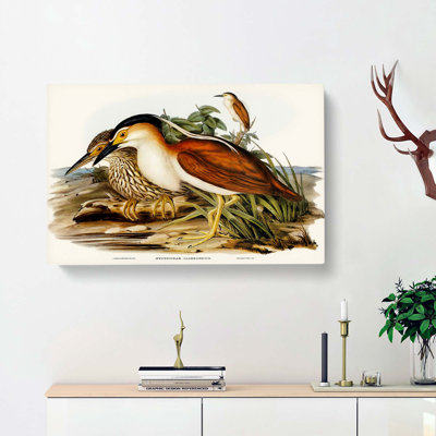 Nankeen Night Heron by Elizabeth Gould - Wrapped Canvas