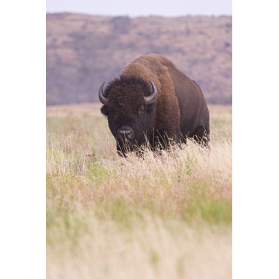 Bison In Tall Grass by Jamespharaon - Wrapped Canvas Print