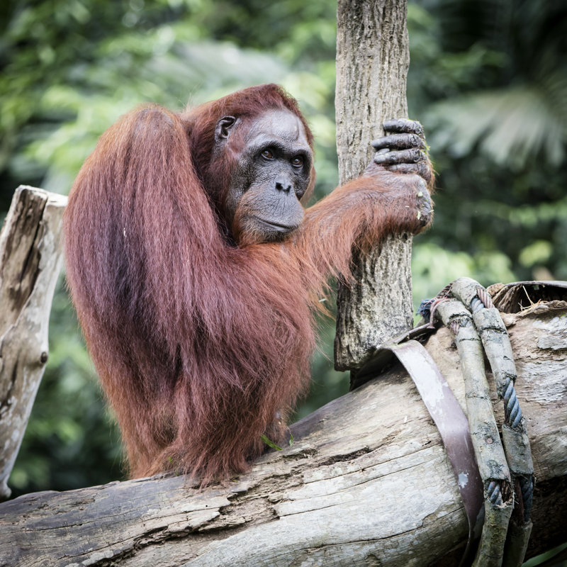 Orang-outan par - Photographie sur toile tendue, H 12 po x l 12 po