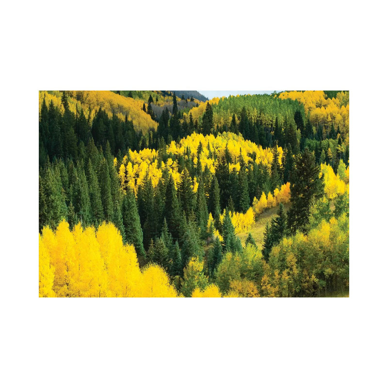 Aspen Trees In A Forest, Maroon Bells, Maroon Creek Valley, Aspen, Pitkin County, Colorado, USA V - Wrapped Canvas Print