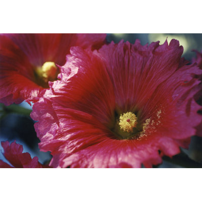 Hollyhock 1 Piece Wrapped Canvas Wall Art