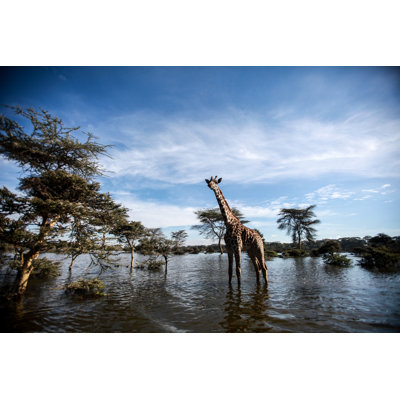 Young Giraffe - Wrapped Canvas Print