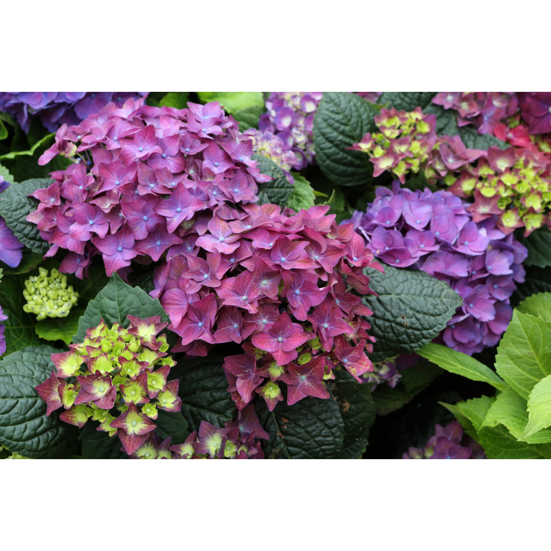 Hydrangea Macrophylla von Tc397 - Kunstdrucke auf Leinwand ohne Rahmen