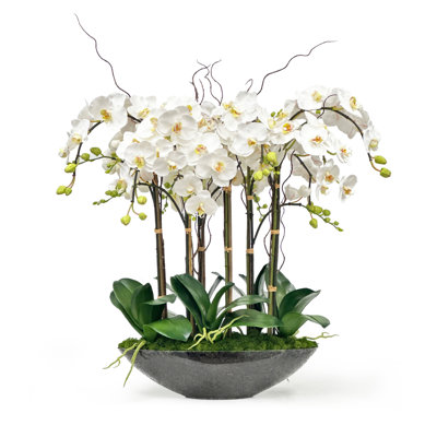 Phalaenopsis Orchids In Bowl