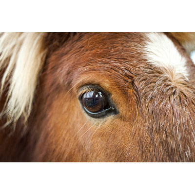 " Shetland Pony "