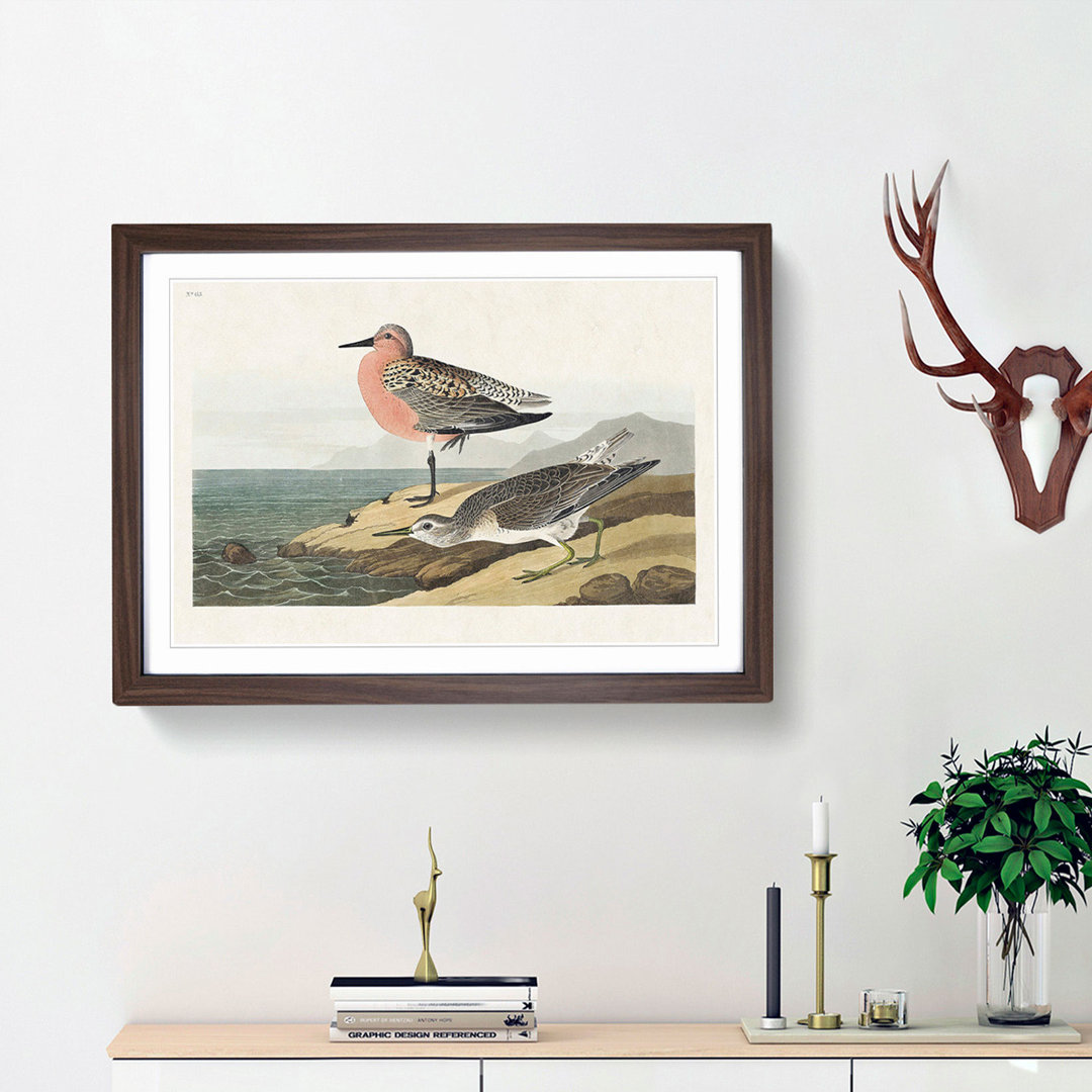 Red-Breasted Sandpiper by John James Audubon - Picture Frame Painting Print