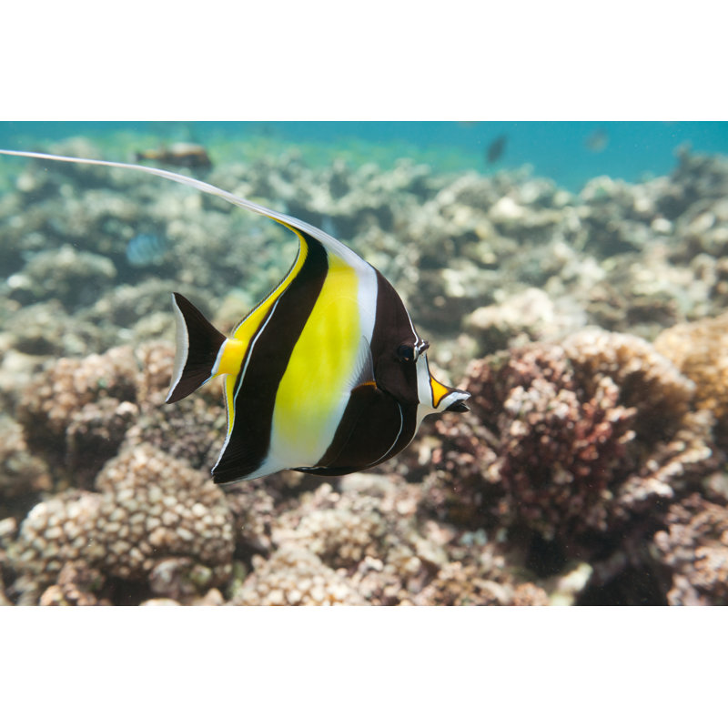 Moorish Idol Fish - Wrapped Canvas Print, 81cm H x 122cm W x 3.8cm D