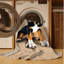  Washable Bluetick Coonhound Dogs Area Rug-904070800