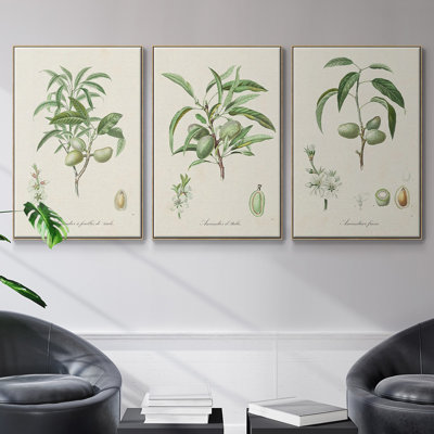 "Antique Ammond Botanical I", reproduction sur toile 3 pièces