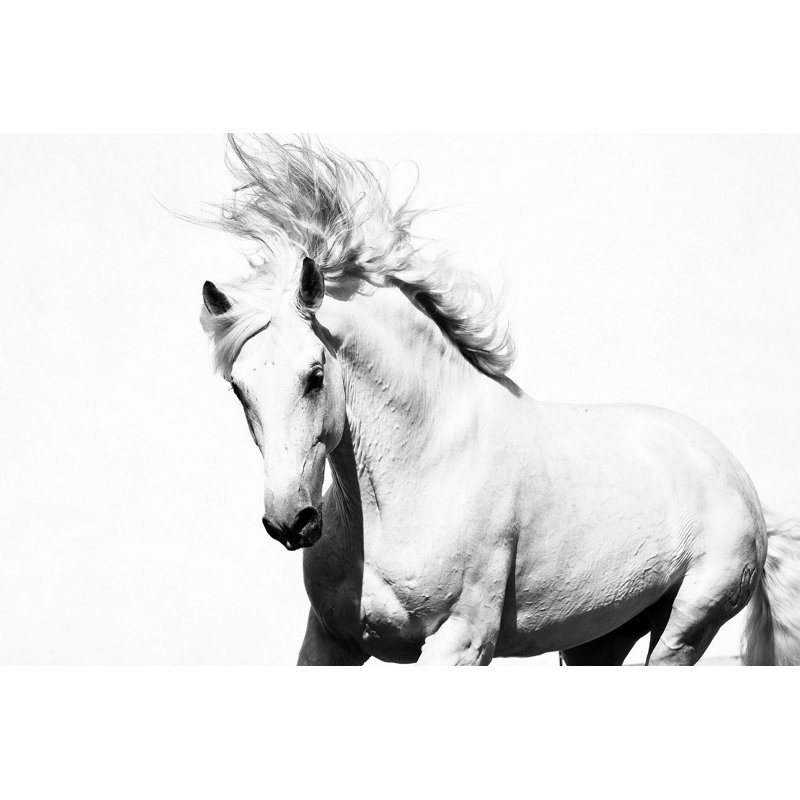 « glorious stallion », reproduction d’art sur toile tendue, H 40 po x l 60 po x P 1,5 po