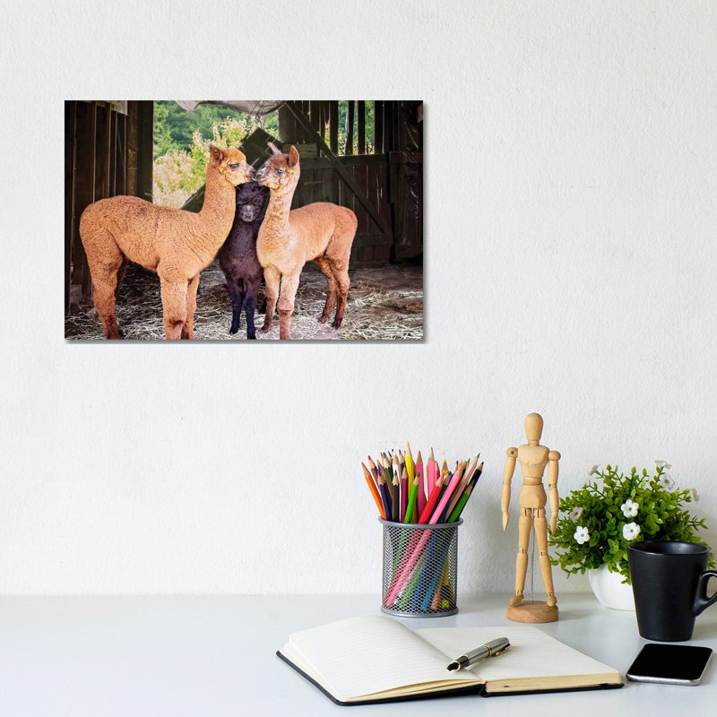 Three Alpaca Babies by Karen Burke - Wrapped Canvas Print, 20.32cm H x 30.48cm W x 1.905cm D