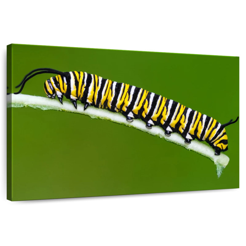 Striped Monarch Caterpillar, 20" H x 30" W