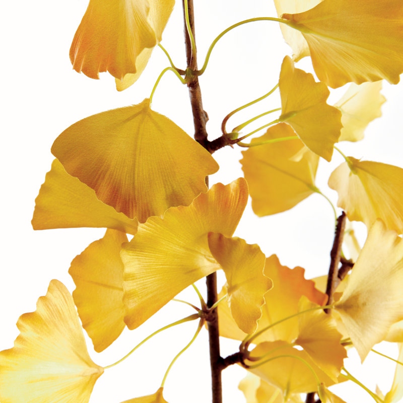 GINKGO BRANCH 40 pouces, ENSEMBLE DE 2