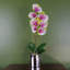 Plant-107235795