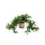 Mayna Faux Ivy Plant in Ceramic Pot