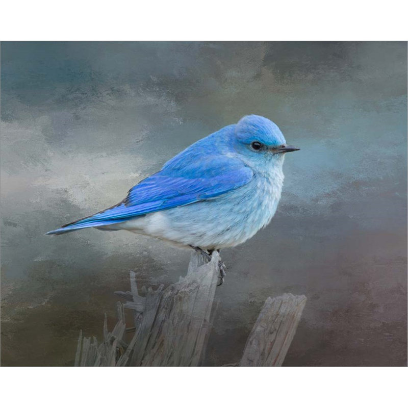 «Mountain Bluebird» par Larry Mcferrin, art mural sur toile