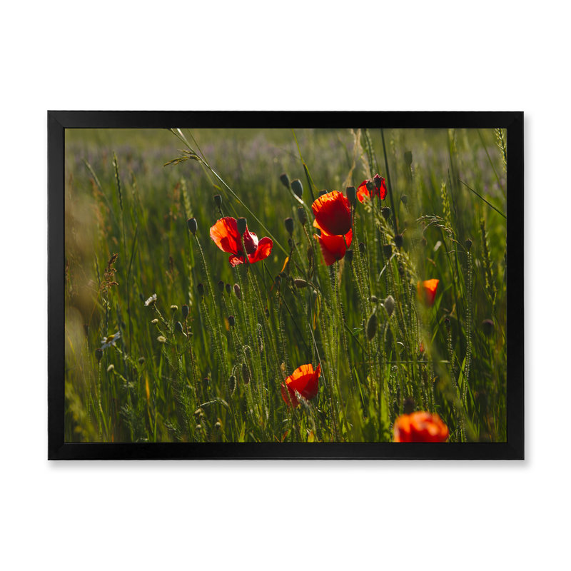 «Green Field Of Red Poppies», reproduction d'art sur toile traditionnelle, Impression noire sur toile encadrée