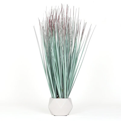Plante de 22,5 po Bornbridge