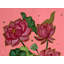 Fleurs de lotus | Aquarelle et gouache sur papier | Par Rashi Agrawal