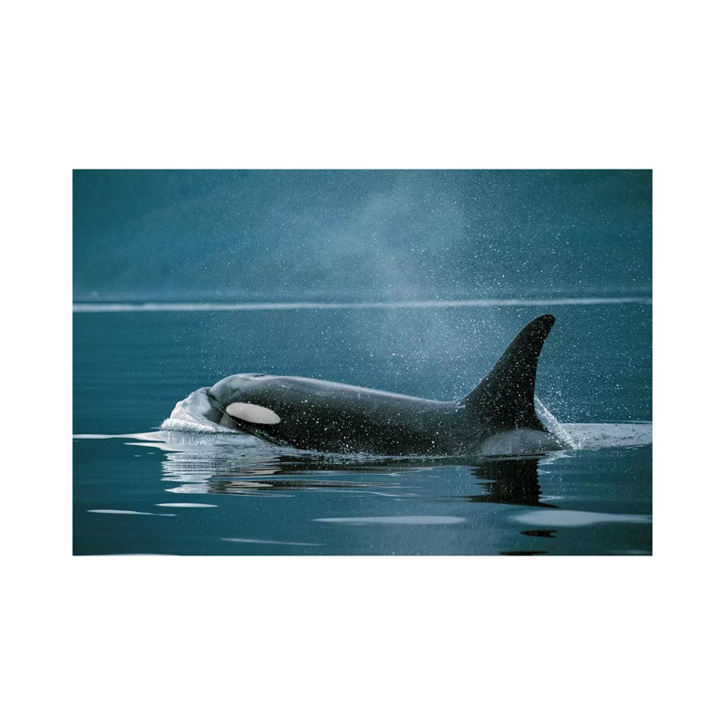 Orca, Johnstone Strait, British Colombia, Canada 1 Piece Wrapped Canvas Wall Art, 66.04 cm H x 45.72 cm W x 3.175 cm D