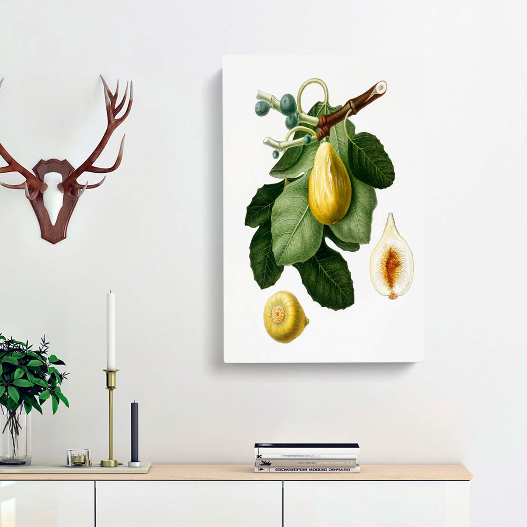 A Common Fig Tree by Giorgio Gallesio - Wrapped Canvas