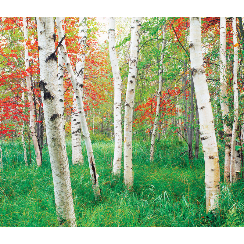 Audella Wall Mural, 5" W x 5.83" L