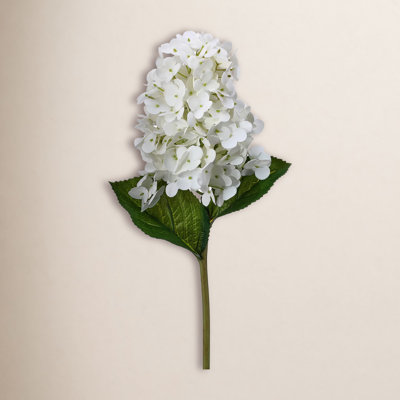 Cone Hydrangea Stems
