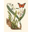 «Red Barrel Studio®» par Catesby, Mark, reproduction d'art sur toile tendue: Catesby-1446358700
