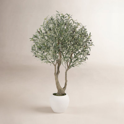 Ashwell Olive Tree in Pot