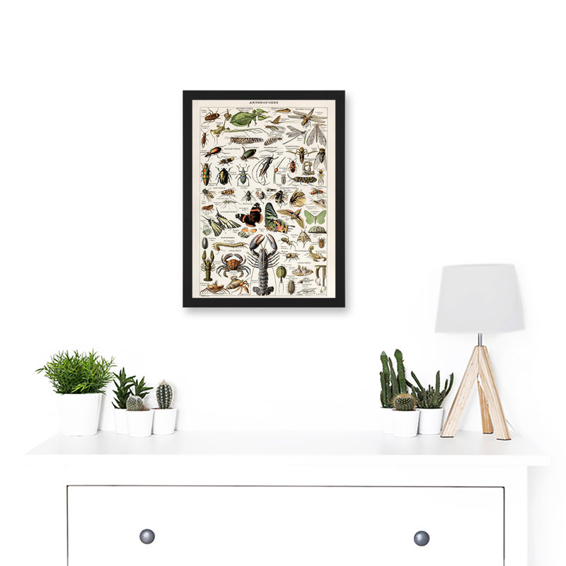 Millot Encyclopedia Arthropods Exoskeletal Animals Natur - Single Picture Frame Print