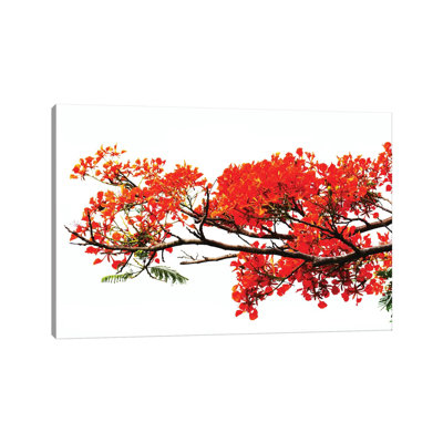Flamboyant par Zaira Dzhaubaeva - photographie sur toile tendue
