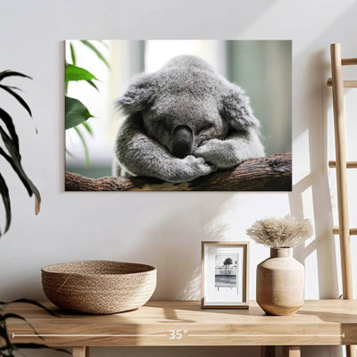 Koala qui fait la sieste