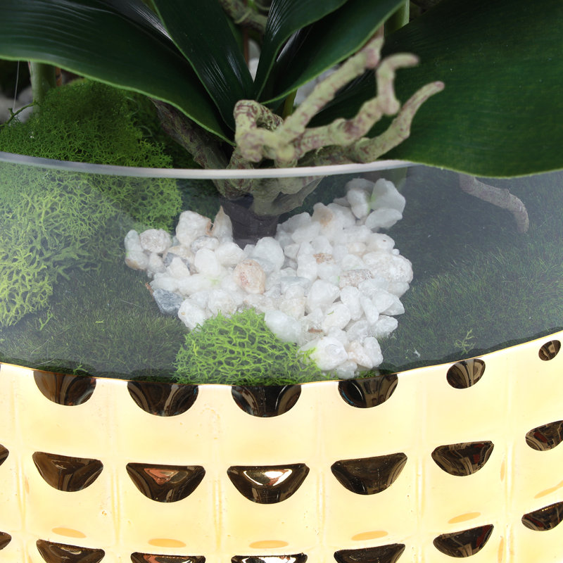 Orchid in Pot