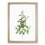 Wild Privet Flowers by Pierre-Joseph Redoute - Framed Print-55612318-55612322