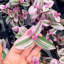 Live Tradescantia Nanouk Plant-2018534587
