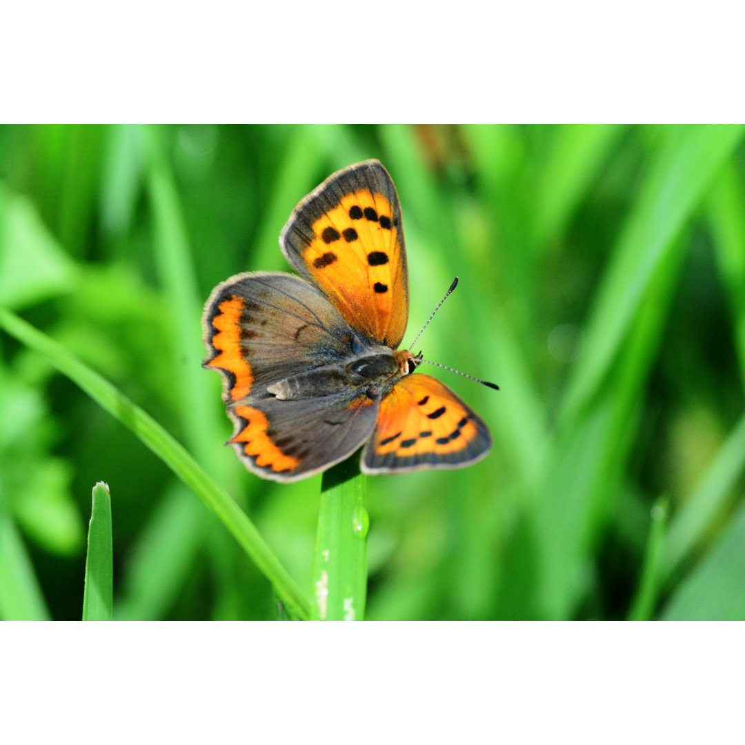 Kleiner Schmetterling aus Kupfer - Druck