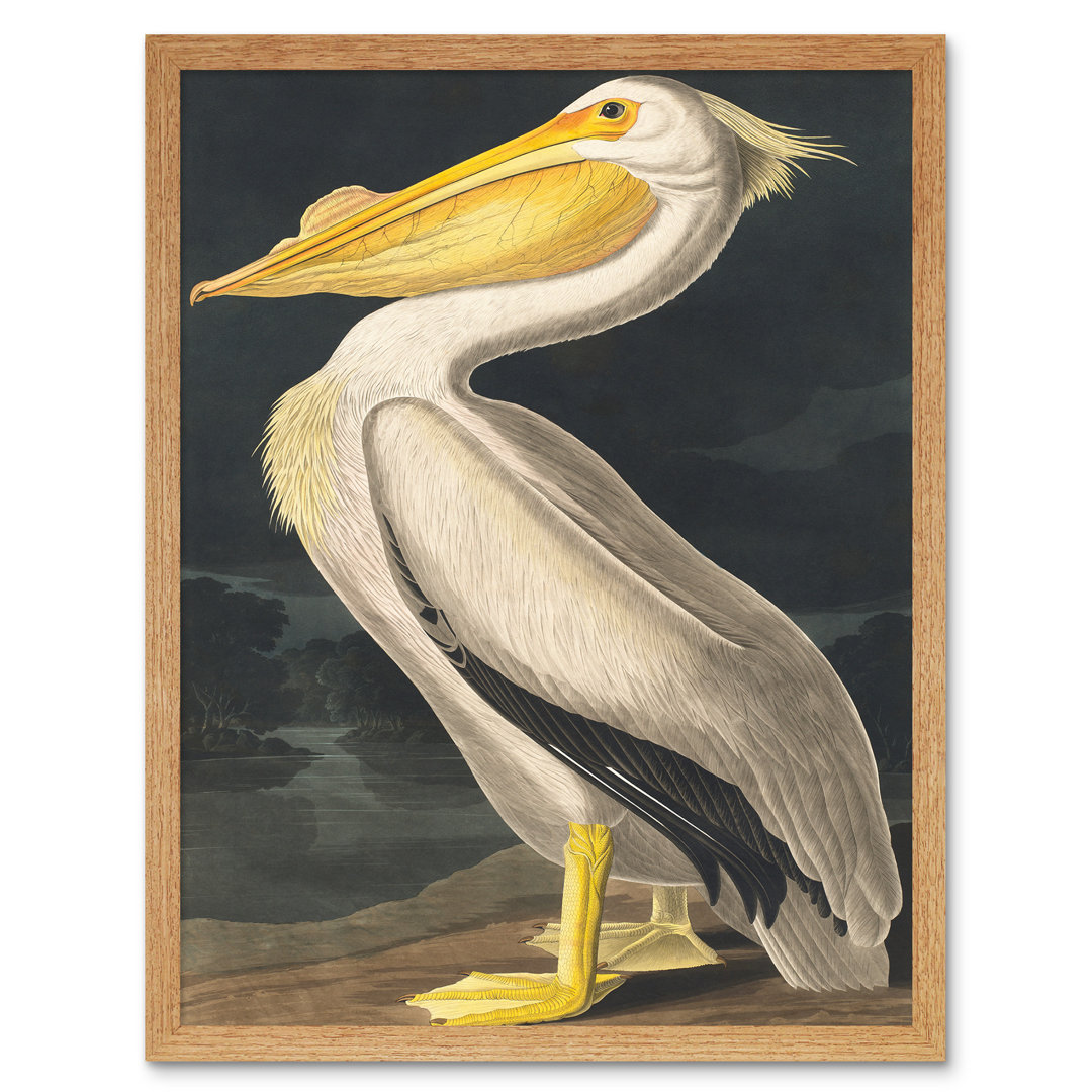 Audubon Style Vintage Detailed Pelican Bird - Print