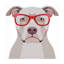 Art sur toile de Furbaby Affiliates «Pitbull Porter des lunettes de hipster»-595694921