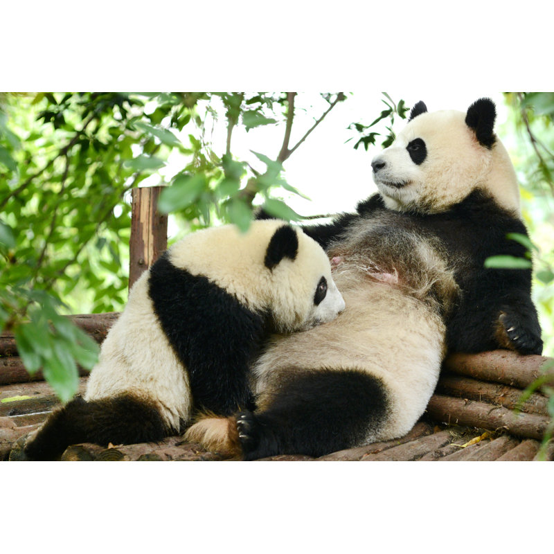 Giant Panda Baby - Wrapped Canvas Print, 61cm H x 91cm W x 3.8cm D
