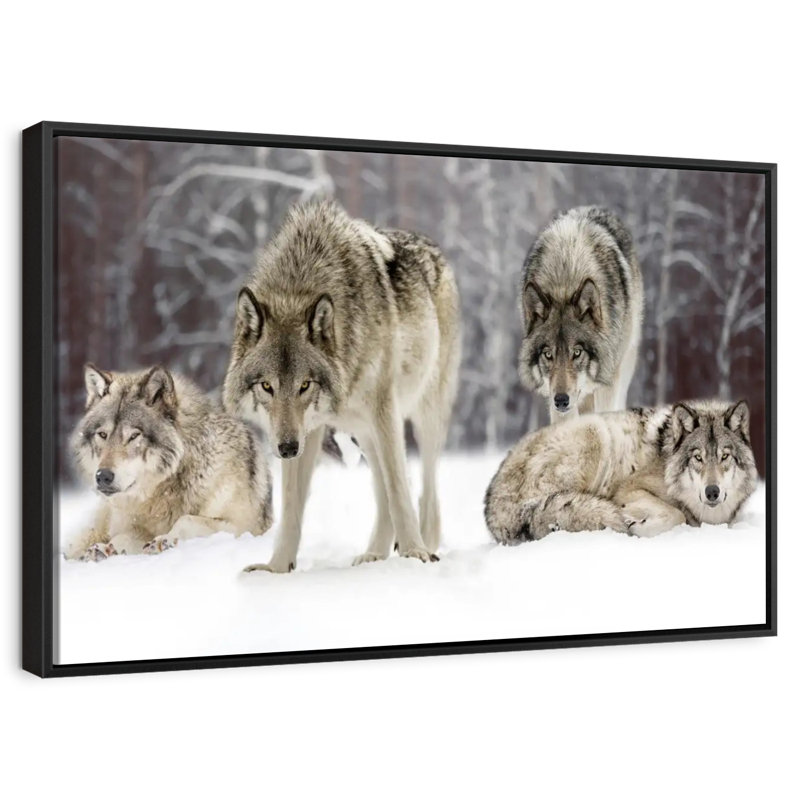 Loup, Cadre flottant noir, 31 po x 21 po