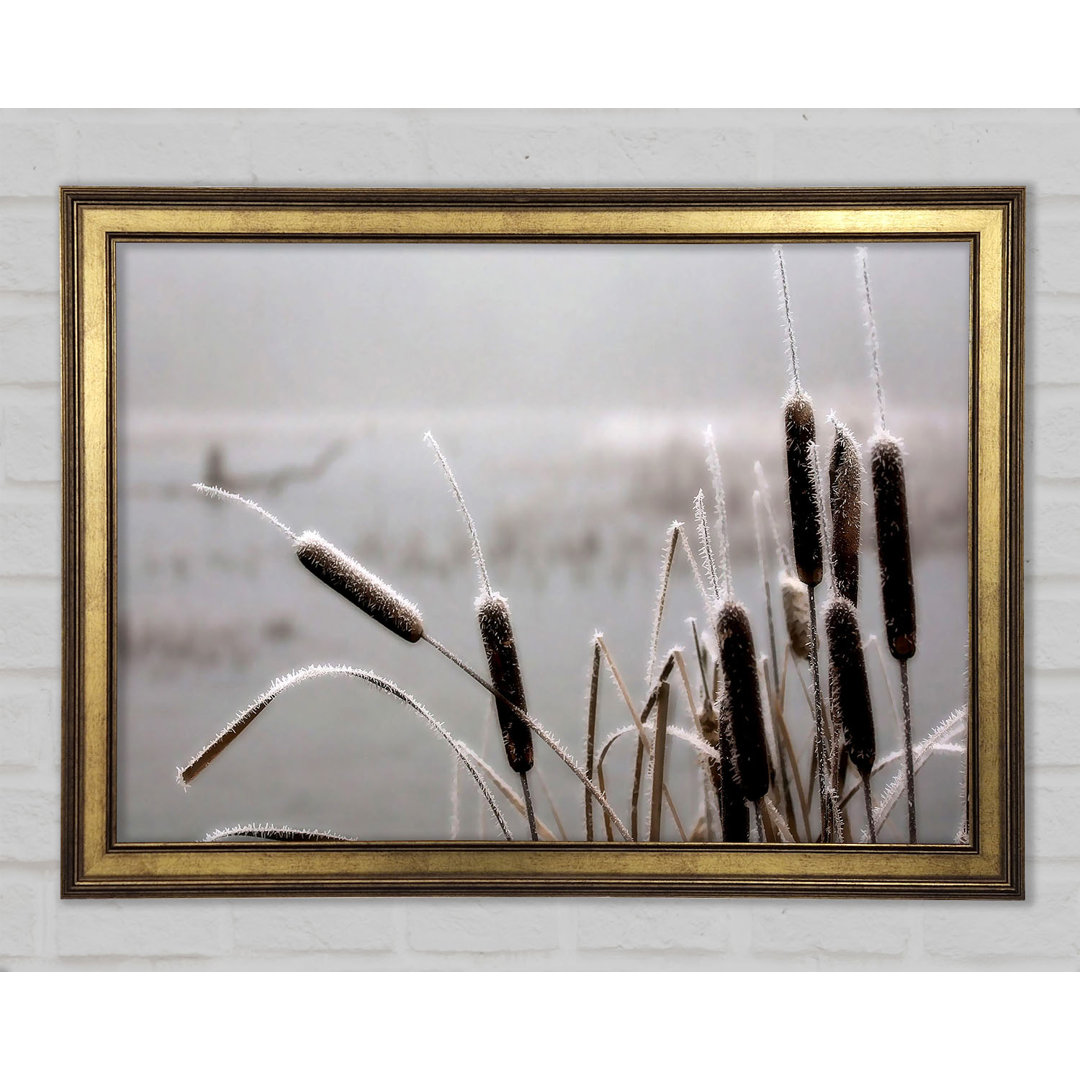 Frosted Cattails - Druck