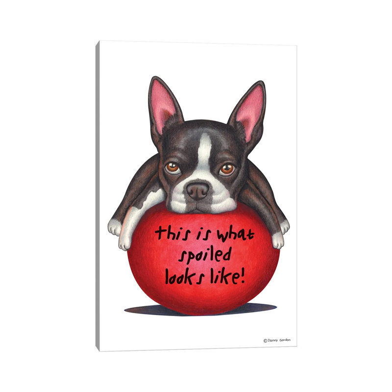 Boston Terrier Spoiled Looks Like by Danny Gordon - Print on Canvas, Wrapped Canvas, 30.48 cm H x 45.72 cm W