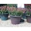 Sagamore Planter-35321489