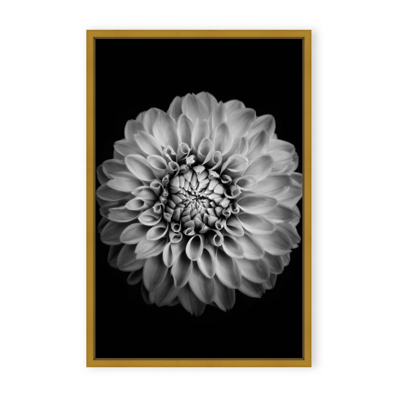 Nature Inspired Marigold by  - Picture Frame Photograph on Paper, 48" H x 32" W x 1.125" D, Black, Framed Matted Print