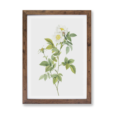 'Anjou Rose' by Pierre-Joseph Redoute - Picture Frame Painting Print on Paper