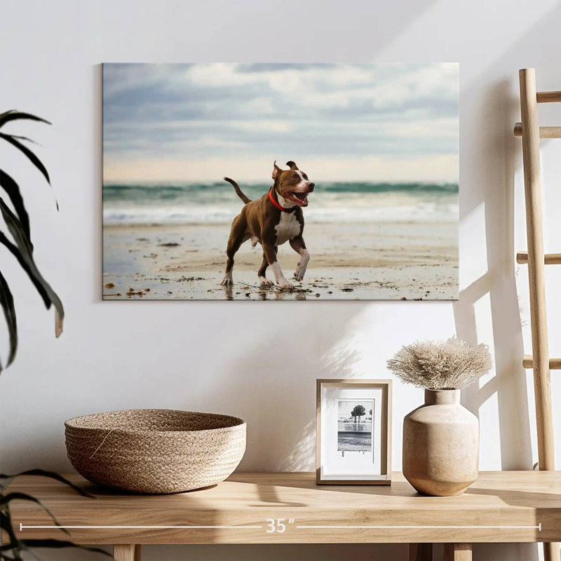 Brampt Pit Bull sur la plage, H 16 po x l 24 po
