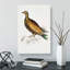 Chinese Tippeted Pigeon Illustration by John Edward Gray - Wrapped Canvas-55370740