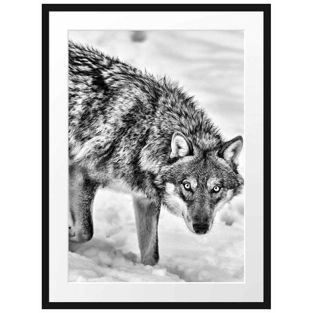 Gerahmtes Poster Seltener Wolf im Schnee