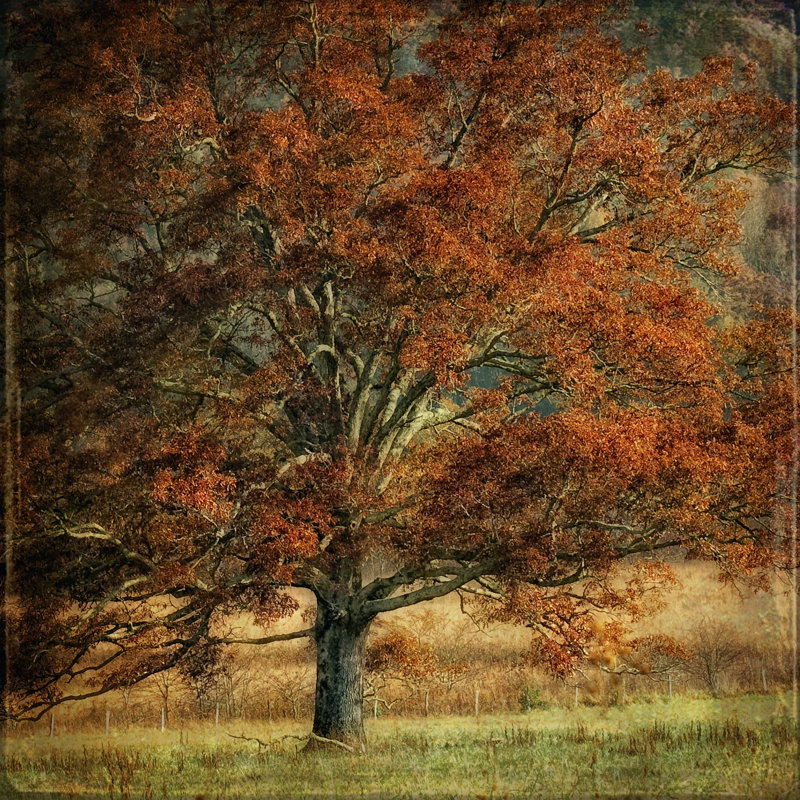 Resting Place - Wrapped Canvas Art Prints, 30cm H x 30cm W x 3.8cm D